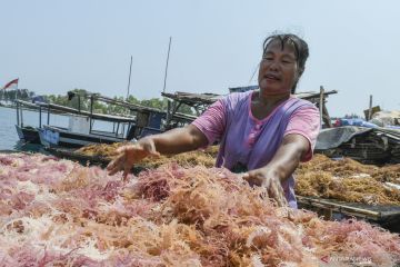 Mendulang penghasilan dari rumput laut