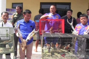 Penyelundupan ratusan satwa asal Papua digagalkan Polda Jatim