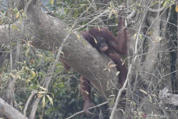 Orangutan terjangkit infeksi saluran pernafasan akibat kabut asap