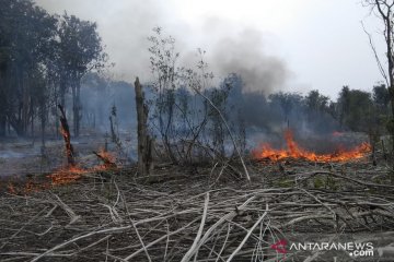 Ratusan hektar kawasan Taman Nasional Danau Sentarum terbakar