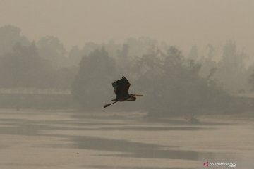 Kabut asap semakin pekat di Pekanbaru