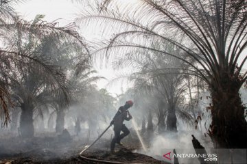 4 Tersangka Karhutla di Banyuasin akan dilimpahkan ke Kejaksaan