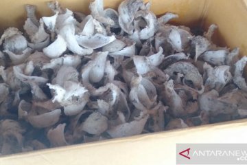 20 kilogram sampel sarang burung walet diekspor ke Brunei-Thailand