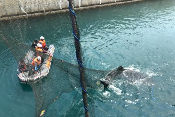Tim Rescue Shark Paiton evakuasi Hiu Paus dengan "Animal Wefare"