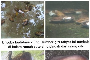 Kijing, Sumber Protein