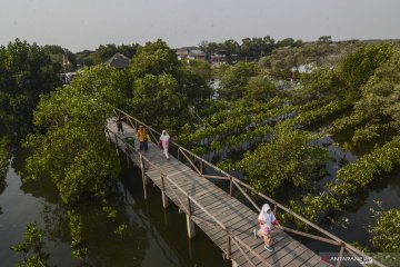 Pertamina gunakan inovasi waring lindungi mangrove dari minyak