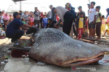 Cerita nelayan penemu hiu paus di Cirebon