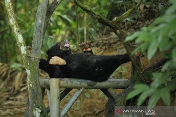 2.502 spesies terdata di Bentang Wehea-Kelay