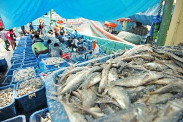 Target pertumbuhan PDB perikanan