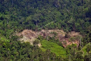 Deforestasi berperan dalam peningkatan zoonosis