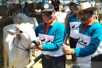 Jateng tingkatkan populasi sapi untuk ketersediaan daging nasional