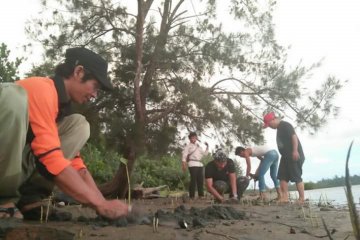 Mukomuko tanam 2.000 mangrove di pantai kritis