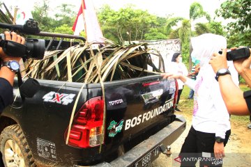 BKSDA-Yayasan BOS lepasliarkan lagi orangutan di Kutai Timur