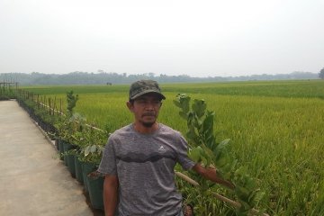 Kelompok tani di Lebak tak terpengaruh kemarau