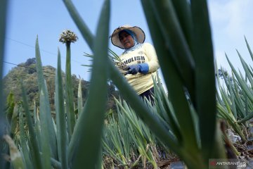 Petani panen bawang daun