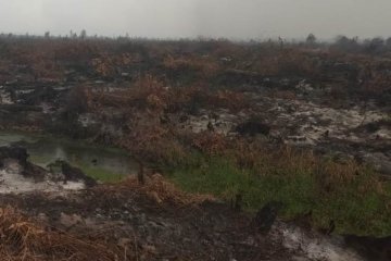 Hujan mengguyur lokasi karhutla di Kumpeh Muarojambi