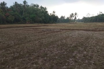 454 hektare sawah di Lebak Banten gagal panen