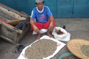 Permintaan kopi asal Lebak cenderung meningkat