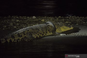 Penampakan buaya terjerat ban