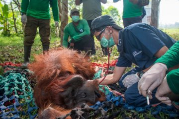 BKSDA-IAR Indonesia selamatkan satu orangutan korban kebakaran