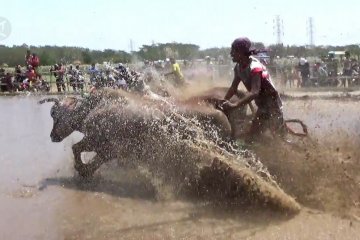 Saat sapi pembajak sawah mengikuti festival