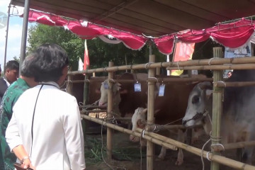 Sapi-sapi hasil inseminasi ikuti kontes di Pangkalpinang