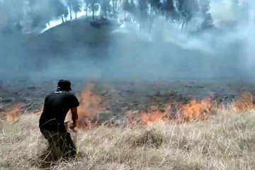 Kebakaran Semeru ancam kehidupan satwa liar