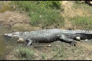 BKSDA Sultra tangkarkan buaya yang ditangkap warga Buton