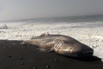 Seekor hiu paus tutul terdampar di pesisir Lumajang