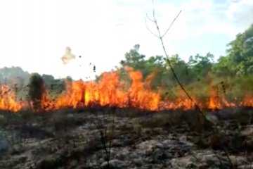 7 hari belum padam, Koltim tanggap darurat karhutla