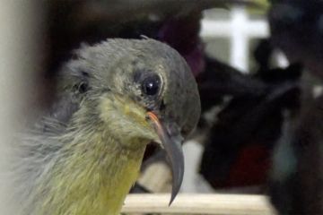 Balai Karantina gagalkan pengiriman ratusan burung Kolibri