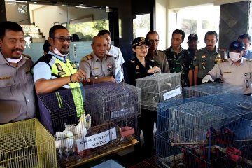 BBKP Surabaya gagalkan penyelundupan puluhan ekor burung langka