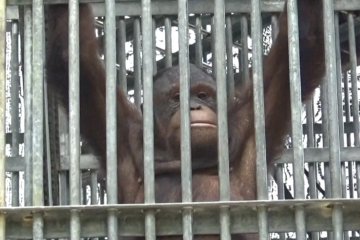 Kabut asap ganggu orangutan di Taman Nasional Gunung Palung