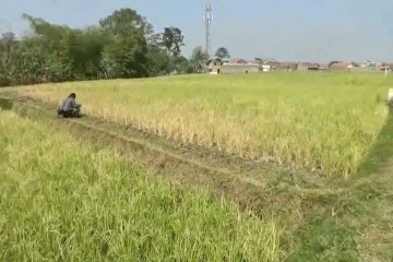 Lahan pertanian di Kota Bandung menyusut 100 ha per tahun