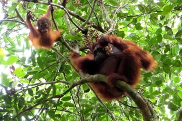Belasan orangutan di Kalteng terpapar kabut asap