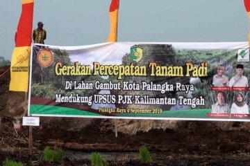 Percepatan tanam padi di lahan gambut