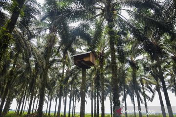 Burung Hantu Penjaga Kebun Kelapa Sawit
