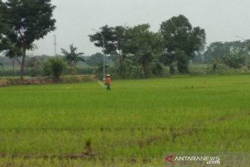 Kudus peroleh tambahan alokasi pupuk bersubsidi