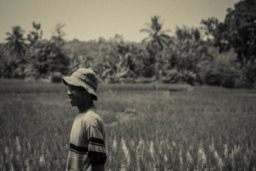 Areal persawahan gagal panen di Lebak bertambah