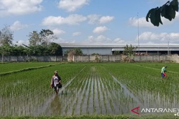 Kuota urea bersubsidi untuk NTB hampir habis