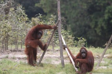 Aktivitas orang utan berangsur pulih