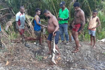 Warga tangkap buaya endemik Danau Sentani di Kampung Toware