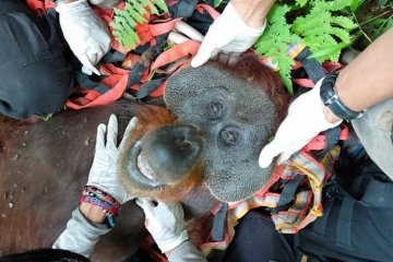 BKSDA evakuasi orangutan dari kebun warga di Aceh Selatan