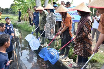 Di desa ini sistem minapadi terbukti tingkatkan panen hingga 11,1 ton