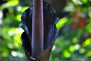 Bunga Amorphophallus gigas mekar sempurna