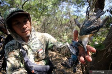 Aktivis temukan burung dilindungi tergantung di mangrove Pamurbaya