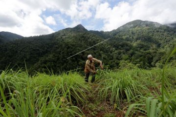 Pemkab Musi Banyuasin kembangkan budidaya serai wangi