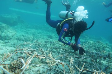 900 fragmen karang ditanam pulihkan ekosistem Pulau Bunaken