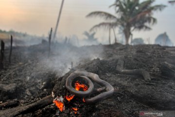 Kebakaran lahan Pekanbaru hanguskan kebun nanas