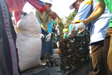 Peneliti tidak anjurkan anak konsumsi kerang hijau dari Teluk Jakarta